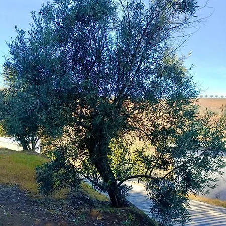 Quinta Da Batoca Sanhoane
